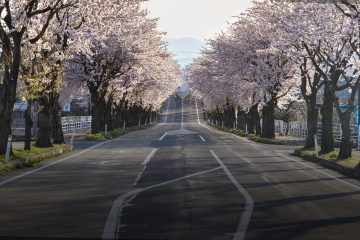 日本动漫画面，少年主角在樱花飘落的校园里奔跑，色彩鲜艳细腻